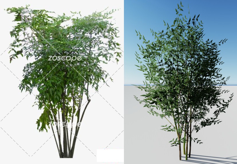 南天竹园林植物lumion下载 观赏竹子模型素材下载下载 Lumion素材 Lumion乔灌木 图米网